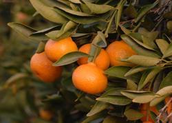 Kishu Mandarin Citrus reticulata Kishu is a very small seedless mandarin that peels & sections well.