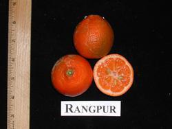 MANDARIN Citrus reticulata Rangpur Lime The name lime in connection