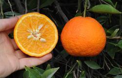 The fruit is medium in size, obovate in shape, and has a pebbled, dark orange rind. The flesh is orange-colored, tender, and exceptionally juicy.