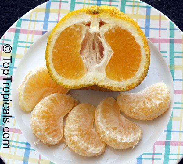 Ugli Tangor Ugli Fruit, is a mandarin hybrid so named after a Canadian produce market described it as being ugly.