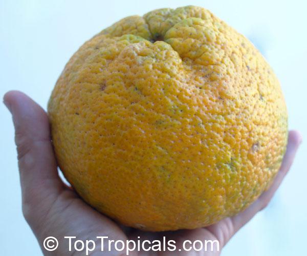 It has a baggy, thick, light orange rind that is easy to peel and smells of citron.