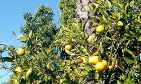 Allspice Tangelo Citrus x paradisi X C.
