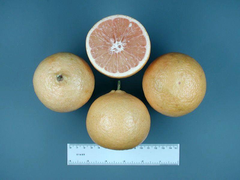 Fruit medium-small, spherical to obovate or pyriform; color pale yellow; seeds comparatively few.