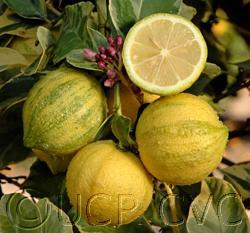 Variegated Eureka Citrus limon Variegated Eureka lemon has both foliage and young fruit attractively variegated but fruit variegation fades