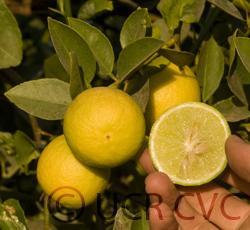 Giant Key lime Citrus