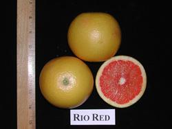 GRAPEFRUITS Citrus x paradisi ( C. sinensis X C.grandis ) To achieve acceptable quality grapefruit must be grown in locations that satisfy their high heat requirement.