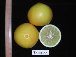 The fruit is round with a flattened bottom and has a