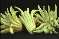 CITRON Citrus medica Buddha s Hand or Fingered citron is a unique citrus grown mainly as a curiosity.
