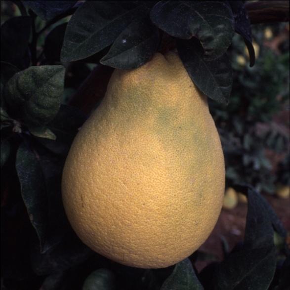 Early in maturity. Citrus grandis Thong Dee pummelo is of the Thai group of pummelos.