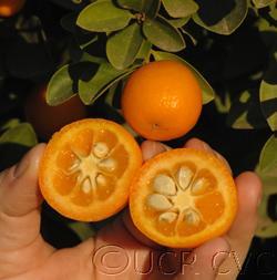 kumquat in Japan. Changshou is oval with a depressed apex.