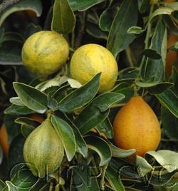 Centenniel Variegated Kumquat Fortunella margarita hybrid X mandarin?
