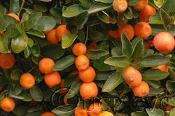 Calamondin Citrus madurensis Calamondin is an acid fruit that is most commonly grown in the Philippine Islands.