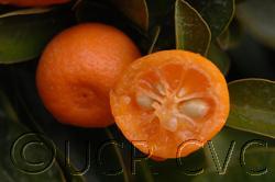 In the Philippines it is sometimes called calamonding or calamansi.