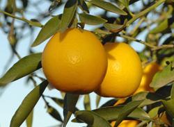 KUMQUAT HYBRIDS Lemonquat fruits are orange