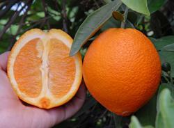 NAVEL ORANGES Citrus sinensis Washington navel orange is also known as the Bahia. It was imported into the United States in 1870.