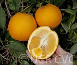 widely planted variety in California. Lane Late Navel was the first of a number of late maturing Australian navel orange bud sport selections of Washington navel imported into California.