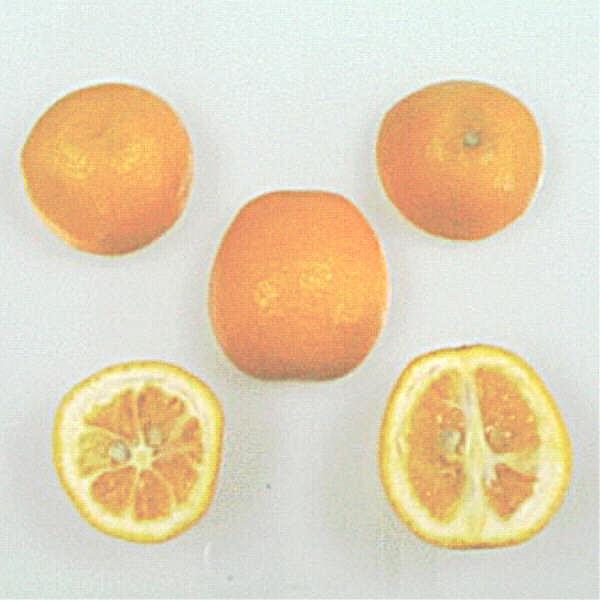 Nippon Orangequat: Nippon orangequat is a hybrid of the satsuma mandarin orange and