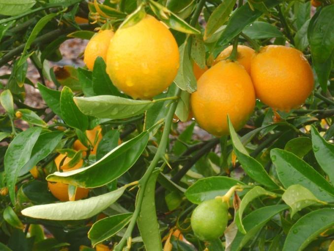 The fruits have a sweet orange taste and ripen in late fall. Hardy to around 10 F.