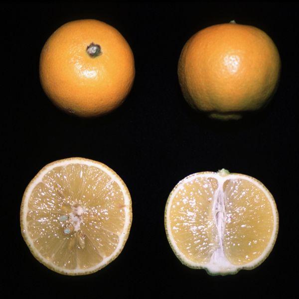 Pomona Sweet Lemon Citrus limetta Pomona is a variety on unknown origin.
