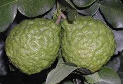 Kaffir lime, Kuffre lime Citrus hystrix Tree is small and shrubby with distinctive leaves that have a petiole almost as large and wide as the leaf