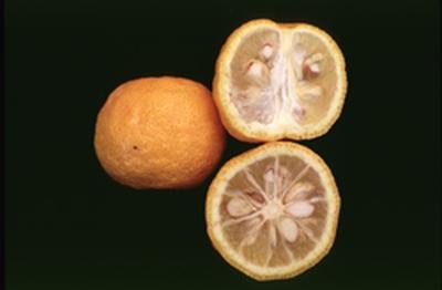 sour mandadin(citrus sunki).