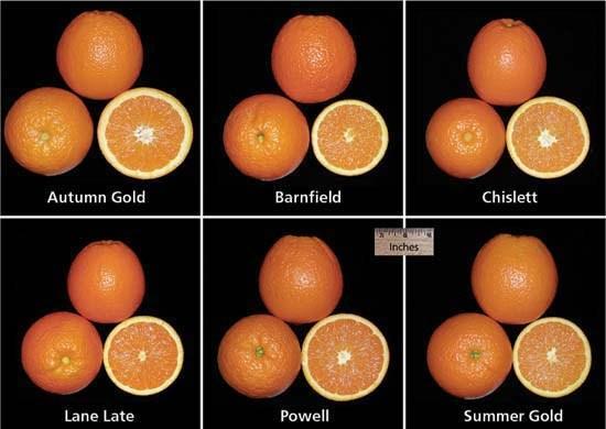 New late-maturing Navel orange selections A number of new latematuring navel orange selections were identified in Australia in the late 1980's and early 1990's and five