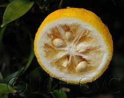 Yuzu ichandrin (papeda hybrid) Citrus ichangensis X C. reticulata var.