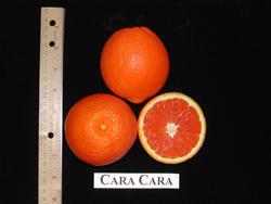 Cara Cara navel orange Citrus sinensis