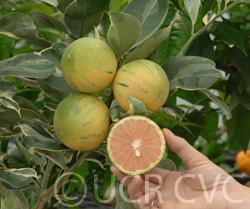 Variegated Cara Cara navel orange Citrus sinensis