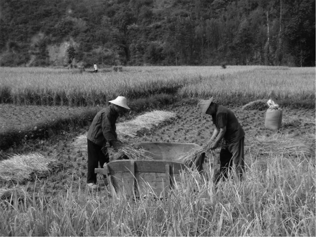 12.4 Rice ﬁeld in Zhejiang