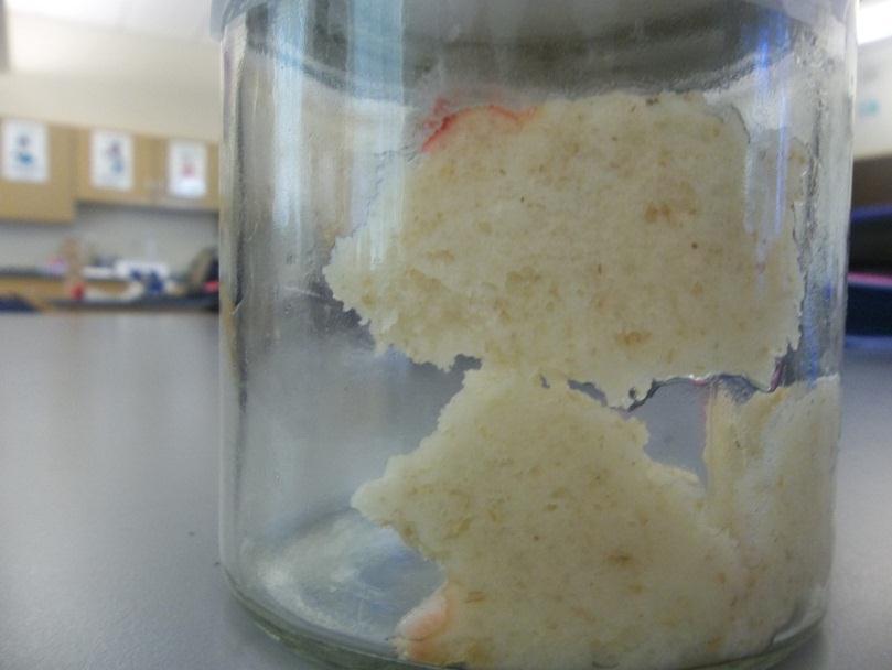 Figure 5; Bread after 4 days in sunlight jar Figure 6; Red-Pink