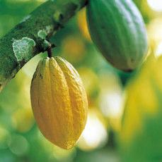 From cocoa to chocolate Transforming cocoa beans into chocolate is a complex process, in which ingredients, time and temperature play a crucial role.