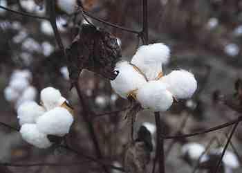 surveys in cotton fields in the