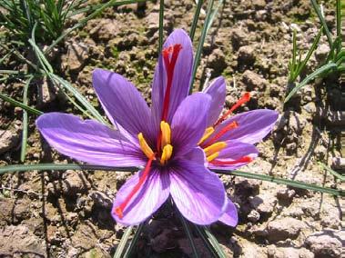 Figure 1: Close-up of fully open Crocus flower before picking showing red tripartite stigma, yellow stamens, lilac petals and narrow leaves.