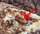 Root Tuber Borers The adult insects may lay eggs in the soil or in the stem Then the emerged