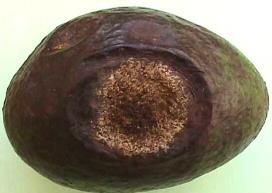 / Sphaceloma (Elsinoe) spp Avocados