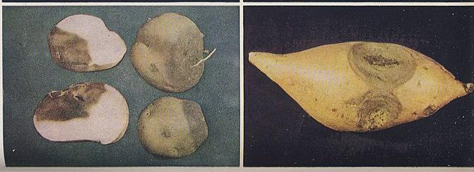 sweet potato Fusarium rot