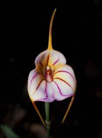 254 LANKESTERIANA of central Peru, but our new species is distinguished from them all by the rich magenta sepaline pubescence. Figure 5. Masdevallia rimarima-alba, Huasahuasi. Photo by Stig Dalström.