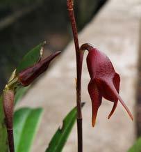 258 LANKESTERIANA Distribution: Known only from the type locality in central Peru. Etymology: The name refers to the rugose lip of the flower. Acknowledgement.