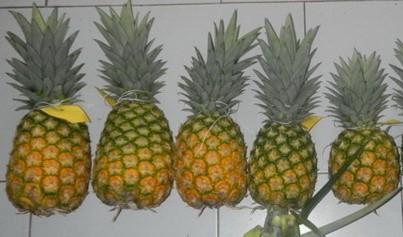 Harvesting and post-harvest handling of pineapple 11 the fruit. Avoid exposing the fruit to the direct sun in order to prevent softening and possible sunburn (Figure 10).