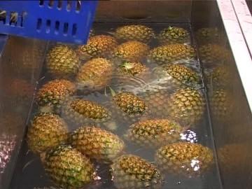 Harvesting and post-harvest handling of pineapple 12 Transport temperature and relative humidity should be 7 to 13 C and 85 to 90%, respectively. Chilling injury may occur below 7 C.