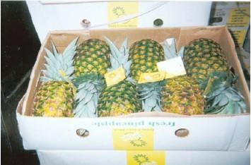 Harvesting and post-harvest handling of pineapple 14 and handling.