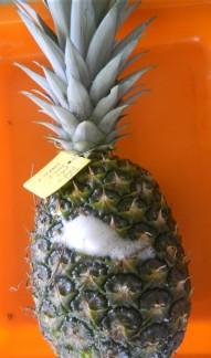 Harvesting and post-harvest handling of pineapple 16 or new yeasts may invade. The yeast Saccharomyces is most often responsible for fermentation.