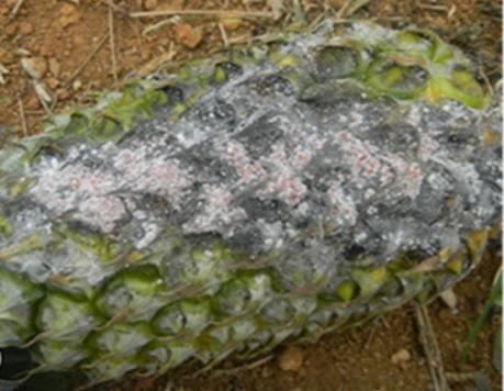 Application of fungicides, such as thiabendazole (TBZ) Fig.17 Yeasty fermentation POSTHARVEST INSECTS Mealy bugs are typically the worst postharvest insect problems of pineapples.