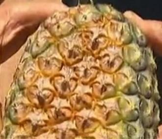 The affected areas of the fruit surface show a bleached yellow-white skin, with damage to the underlying flesh (Figure 19). The damaged tissue is more susceptible to postharvest decay.