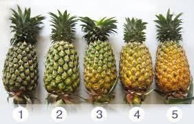Pineapple fruit should have a minimum of 12% soluble solids near the base and 10% near the