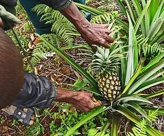The stalk is used for holding the fruit during movement from the field; while those for the local market are simply broken off.