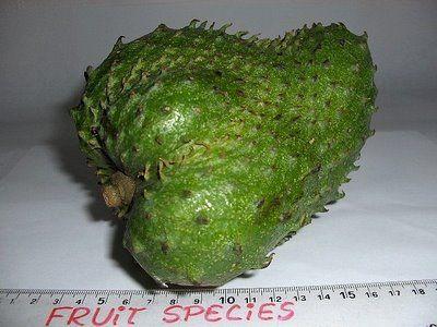 There are about 60 or more species of the genus Annona, family Annonaceae. But from that entire species, the soursop is the most tropical and only itself is best suit for preserving and processing.