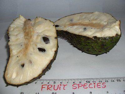 1: Soursop Fruit Common Name: Soursop Vernacular Names: Sour sop, Guanabana, Soursap Scientific Name: Annona muricata Specimens From: Malaysia The soursop is also known as soursap, guanábana,
