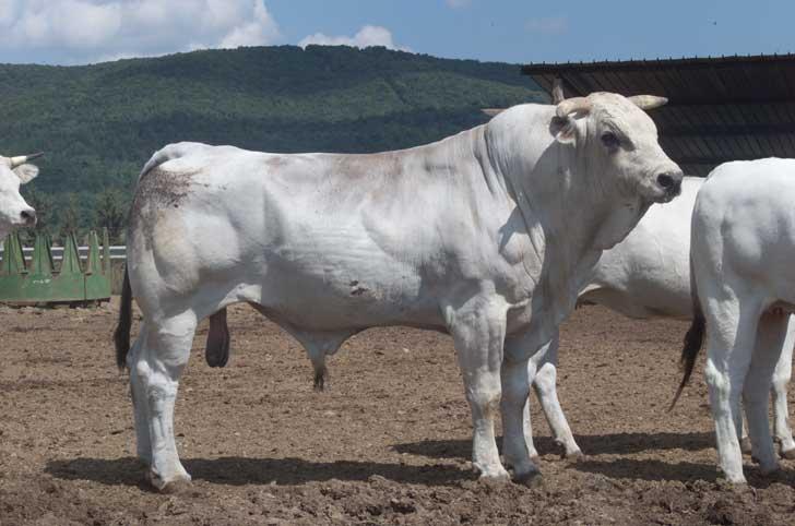 PEROLLA: breeding Chianina beef cattle Possente,